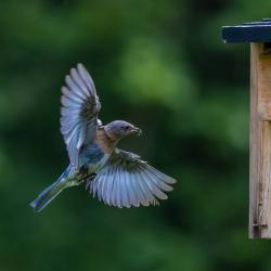 Bluebird Flying with insect