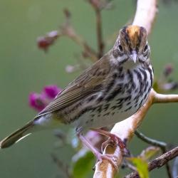 Ovenbird in Crepe Myrtle