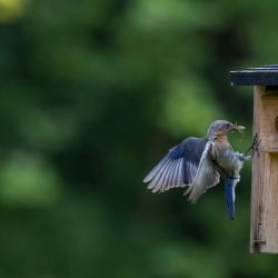 Bluebird landing on house