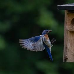 Bluebird Flying with insect