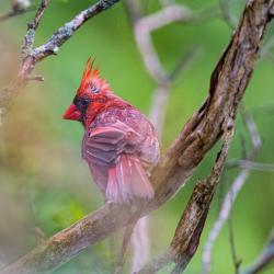 Northern Cardinal