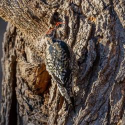 Yellow-bellied Sapsucker