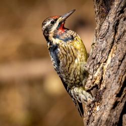 Yellow-bellied Sapsucker