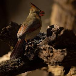 Female Cardinal
