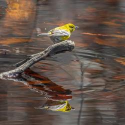 Pine warbler
