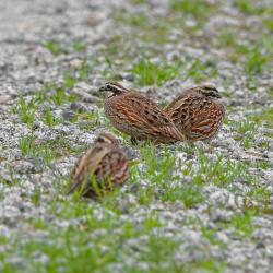 Northern Bobwhite Quail