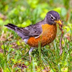 American Robin