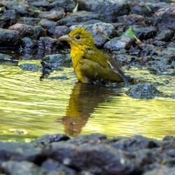 Scarlet tanager female