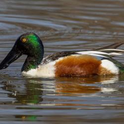Northern Shoveler