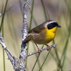 Common Yellow Throat-Male