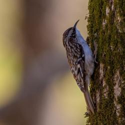 Brown creeper