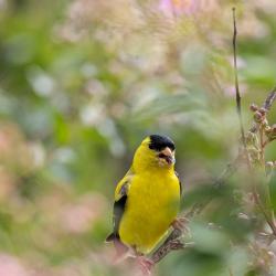 Goldfinch