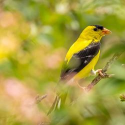 Goldfinch