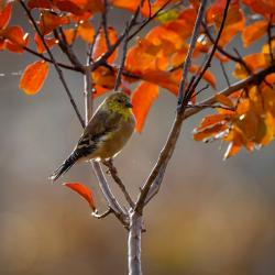 Goldfinch