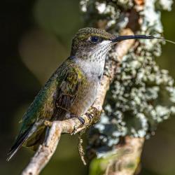 Ruby-throated Hummingbird