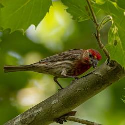 House Finch