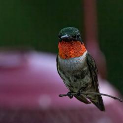 Ruby-throated Hummingbird