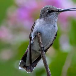 Ruby-throated Hummingbird