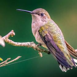 Ruby-throated Hummingbird