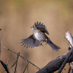 White-throated Sparrow