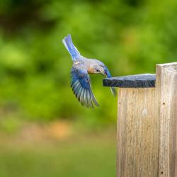 Bluebird Flying