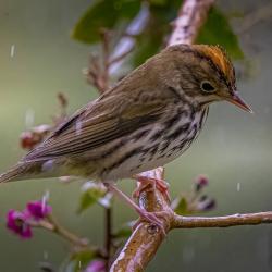 Ovenbird in Crepe Myrtle