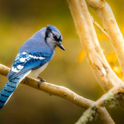 Bluejay in Fall season