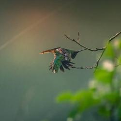 Ruby-throated Hummingbird