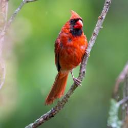 Northern Cardinal
