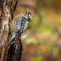 Yellow-bellied Sapsucker