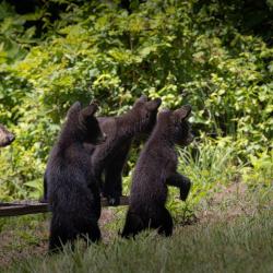3 Black Bear Cubs and Mother