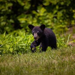 Black Bear Cub