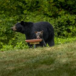 Black Bear Cub and Mother Feeding