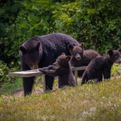 3 Black Bear Cubs and Mother