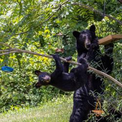 Black Bear Cubs and Mother