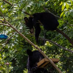 Black Bear Cub and Mother Feeding
