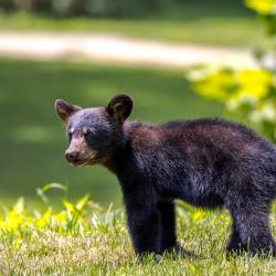 Black Bear Cub