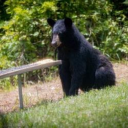 Black Bear Eating