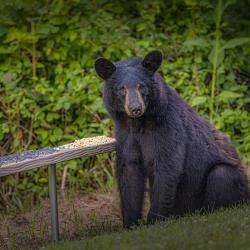 Black Bear Feeding