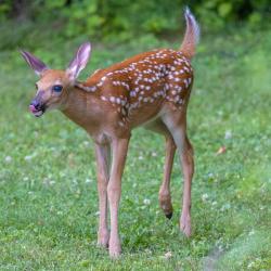 Fawn Deer Catawba VA