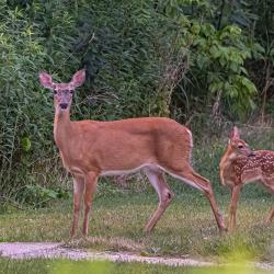 Doe & Fawn Deer Catawba VA
