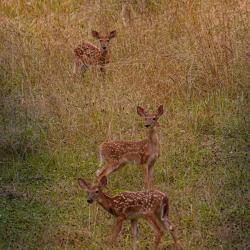 3 Fawns Deer Catawba VA