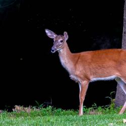 Doe Deer at Creek