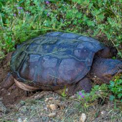Snapping Turtle Laying Eggs