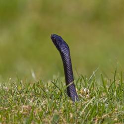 Black Snake in a Hole