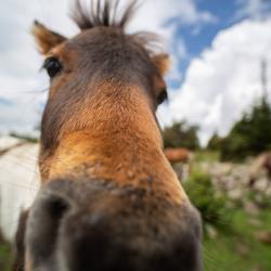 Wild Ponies Grayson Highlands