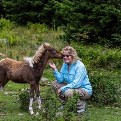 Wild Ponies Grayson Highlands