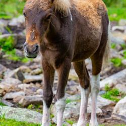 Wild Ponies Grayson Highlands