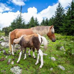 Wild Ponies Grayson Highlands