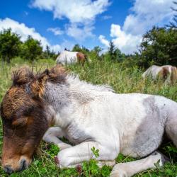 Wild Ponies Grayson Highlands